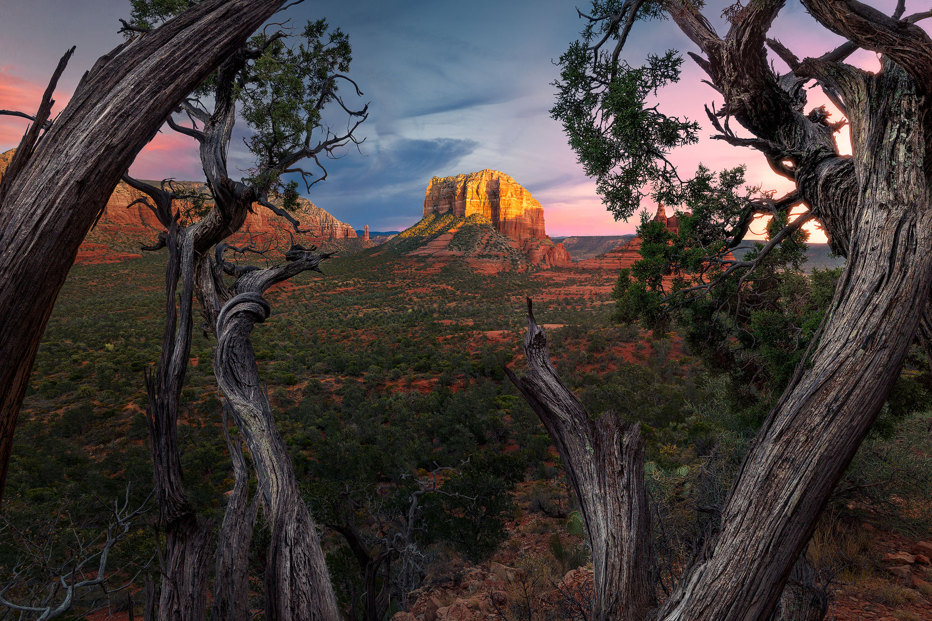 Evening glow-2024-P A mesa glows between Juniper branches in Sedona