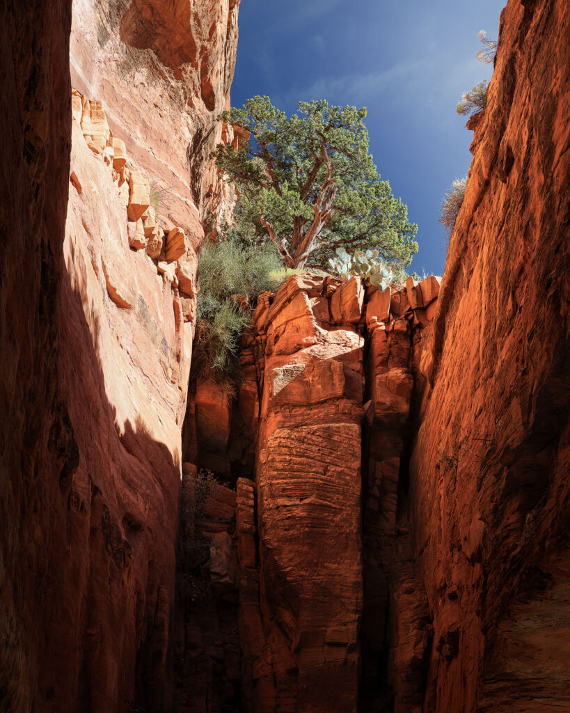A juniper tree grows above a canyon with bright red glowing walls