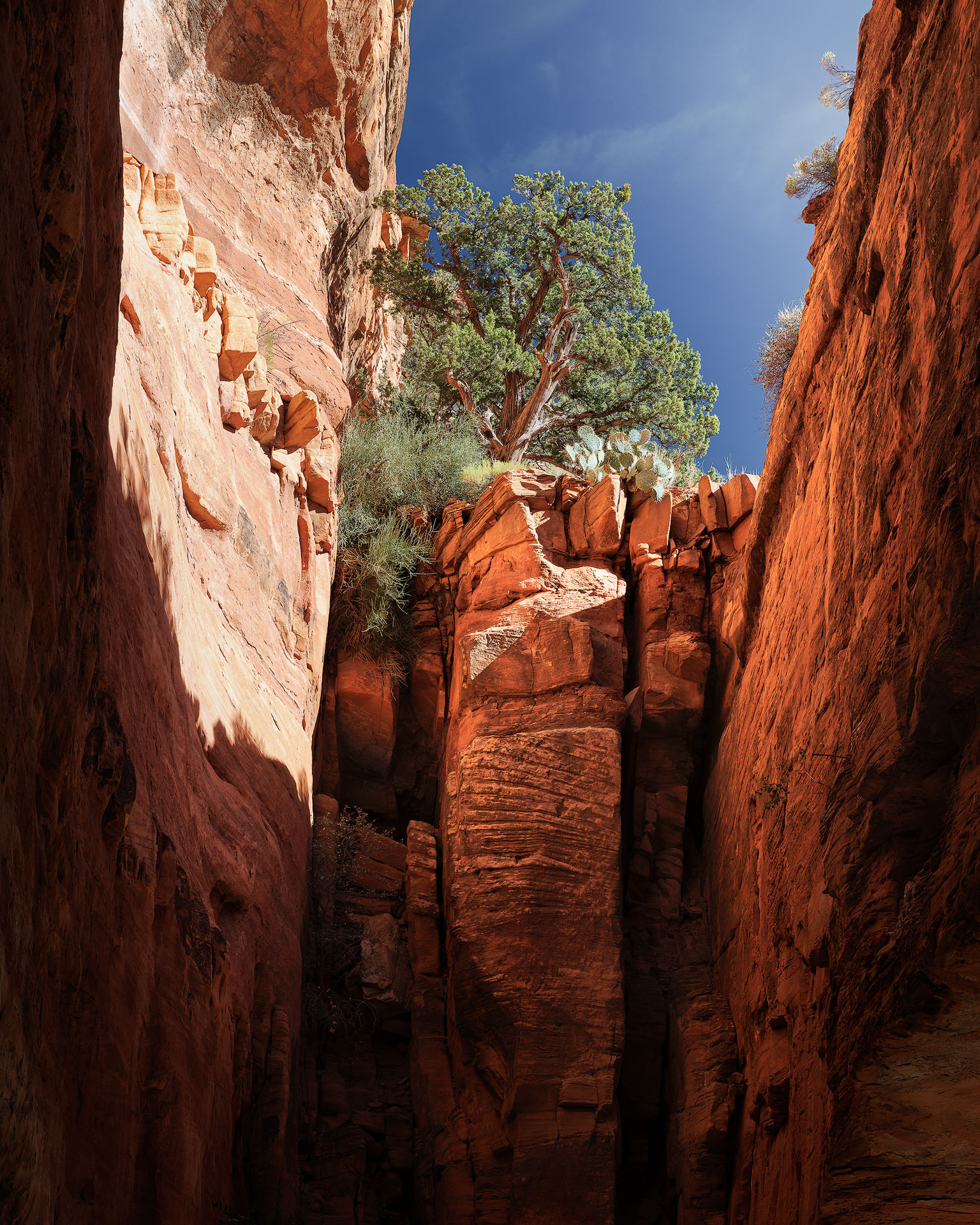 From the depths-2024-P A juniper tree grows above a canyon with bright red glowing walls