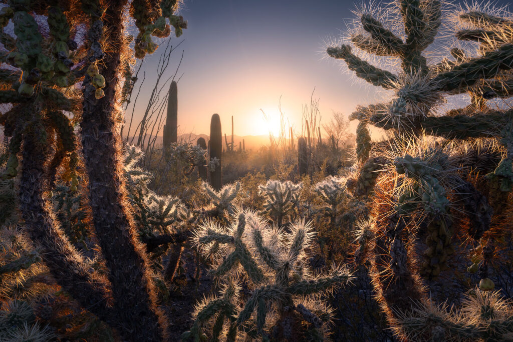 Prickly cacti dancing under the sunset