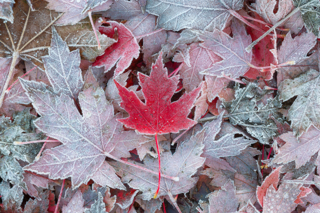 a solitary red maple leaf rests on a frozen backdrop of white maple leaves