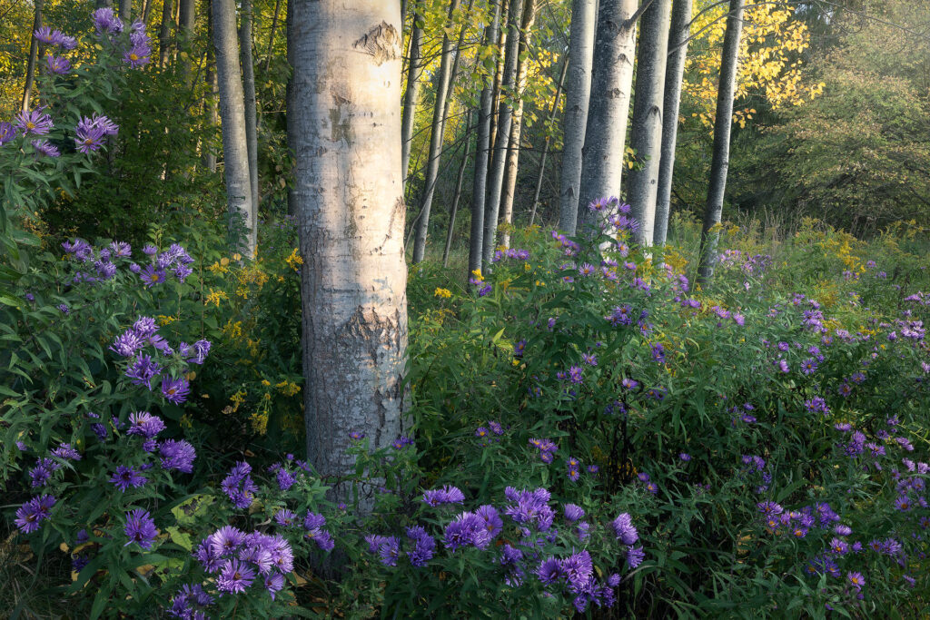 fall foliage is surrounded by late summer purple flowers and sunset golden light