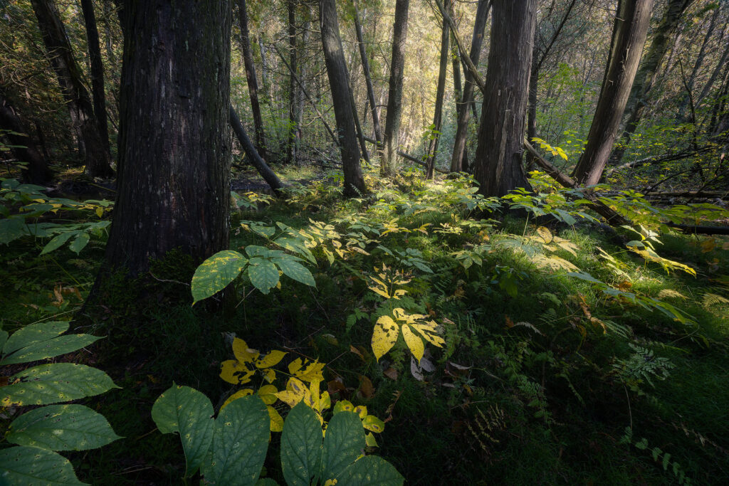 a dark cedar forest with glimmers of golf fall colour in small plants