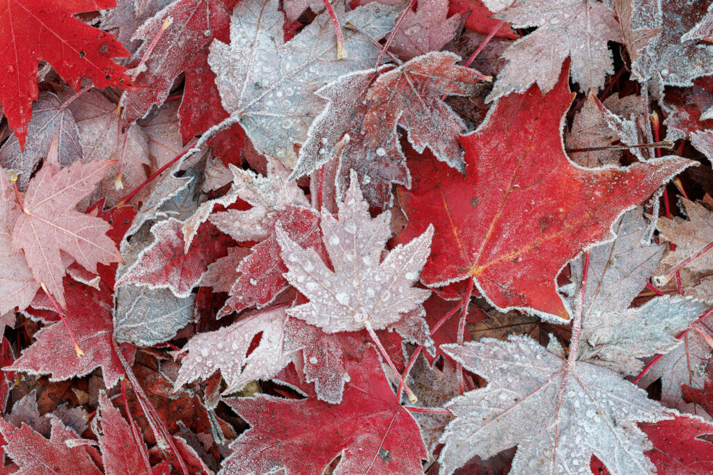Frosty maple leaves litter the ground after first frost immediately following a hard rainfall