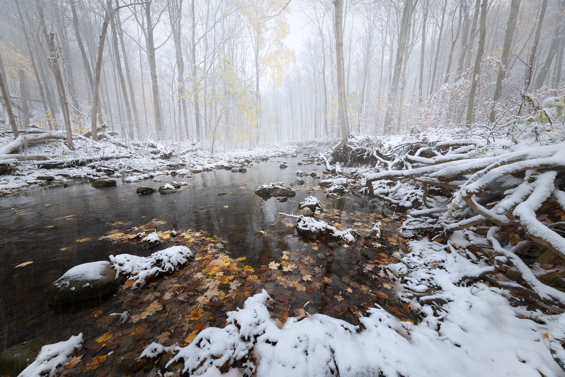 washed away by winter-2025-P fall colour clings to trees during early winter over a river in forest