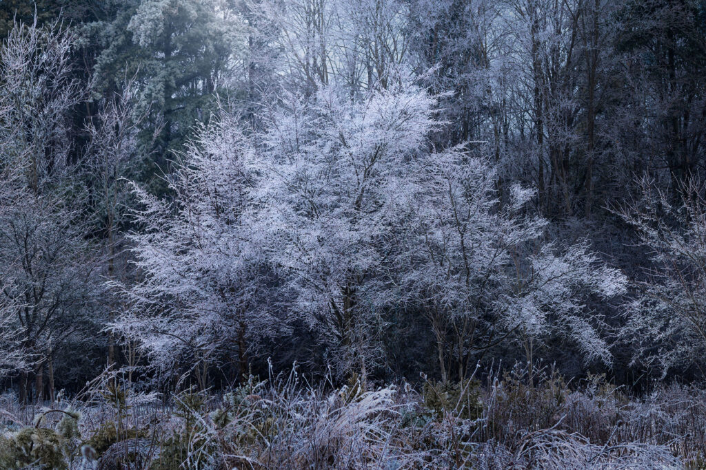 Ice encased trees form an ornate pattern in cold winter conditions