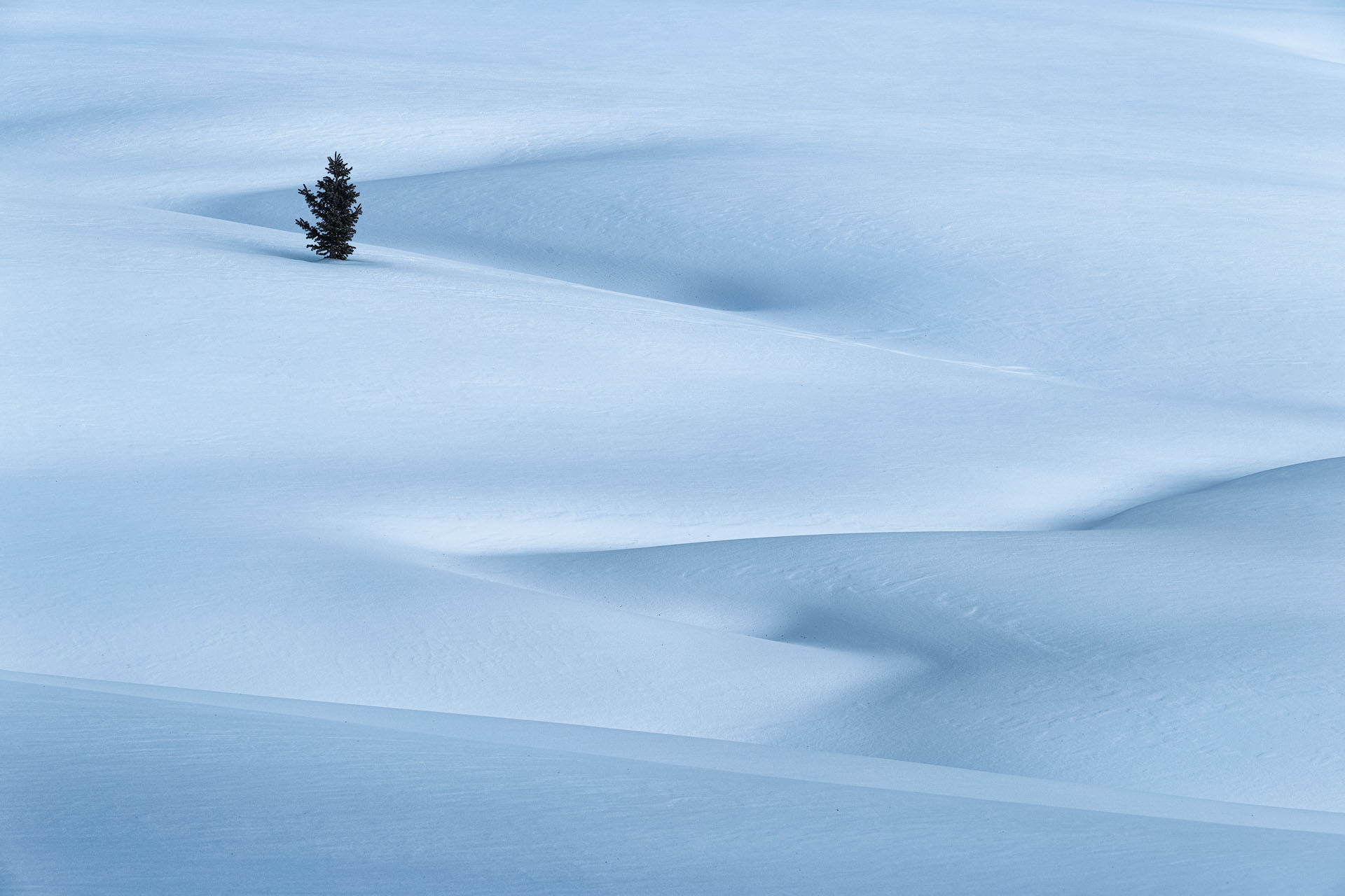 zigzag-2026-P Pillows of snow cover a quiet landscape with only one tree breaking the surface