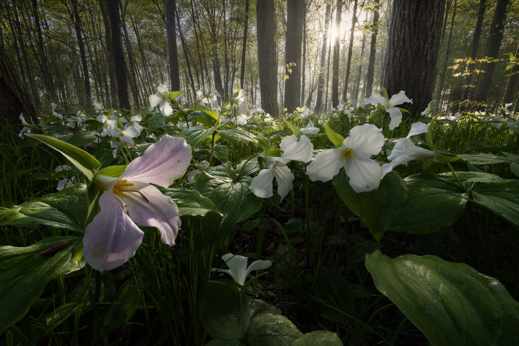 Trilliums dry under a forest sunrise