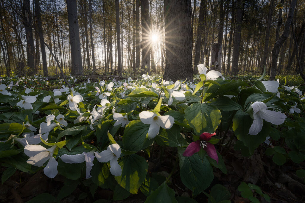 A bouquet of forest trilliums