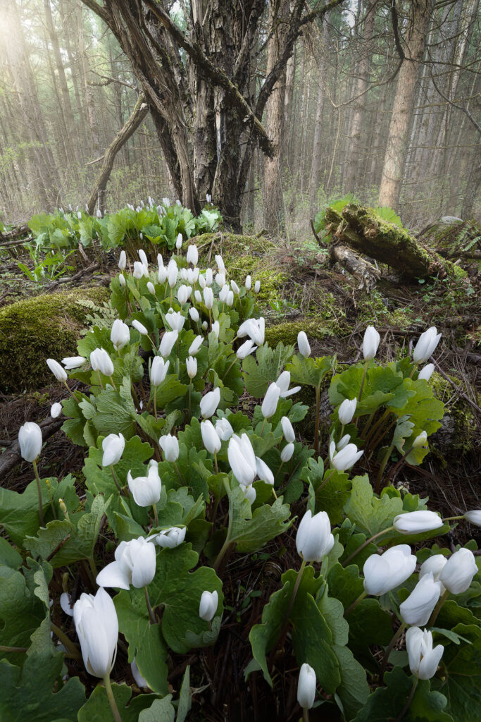Bloodroot leads the way to a central forest tree