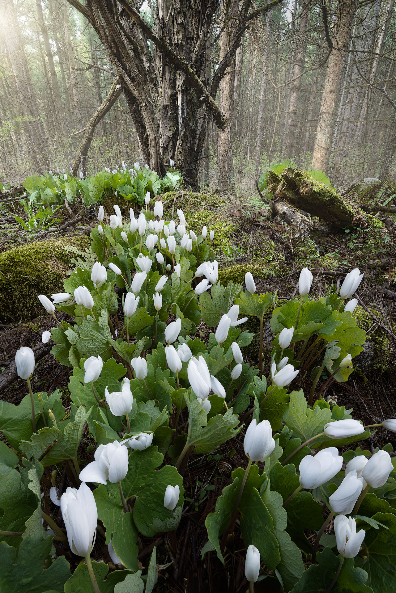 Pushing through-2026-P Bloodroot leads the way to a central forest tree