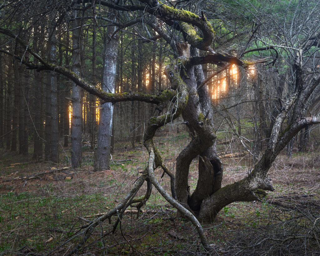 A wild tree dances in the forest at sunset