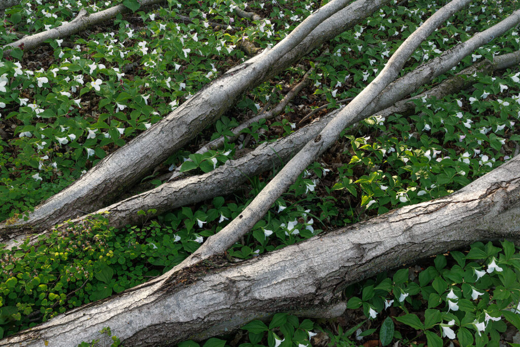 A sea of fresh trilliums surrounds fallen trees