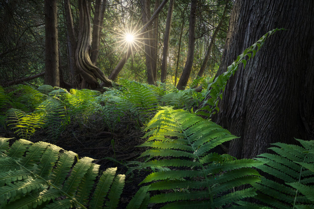 cedars dance around the rising sun in a forest