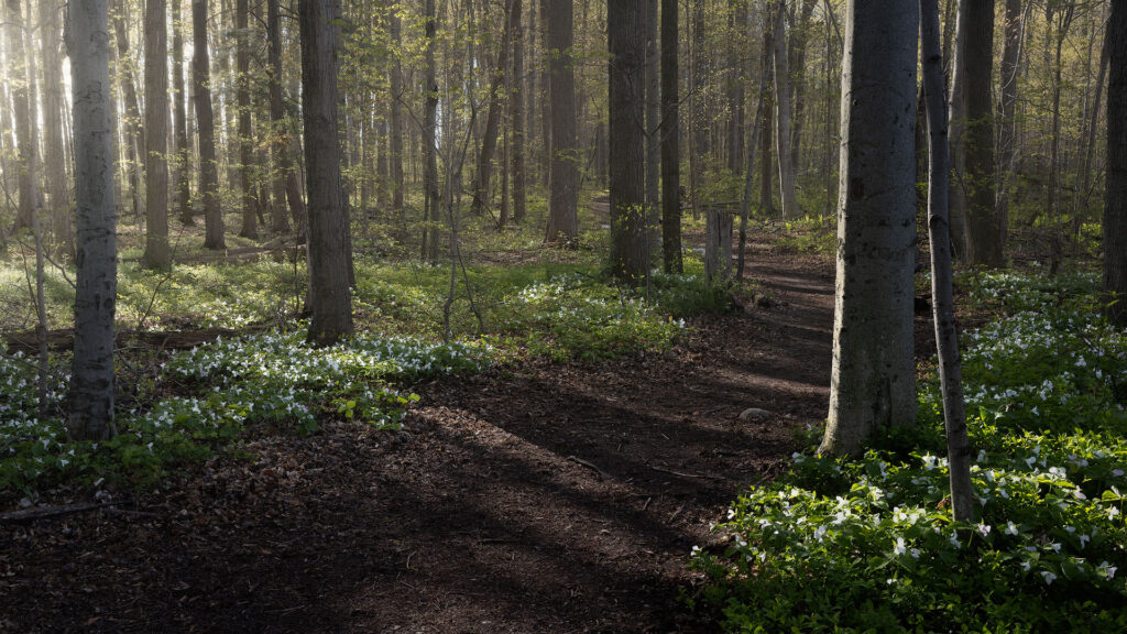 Light flows into a trillium-filled forest