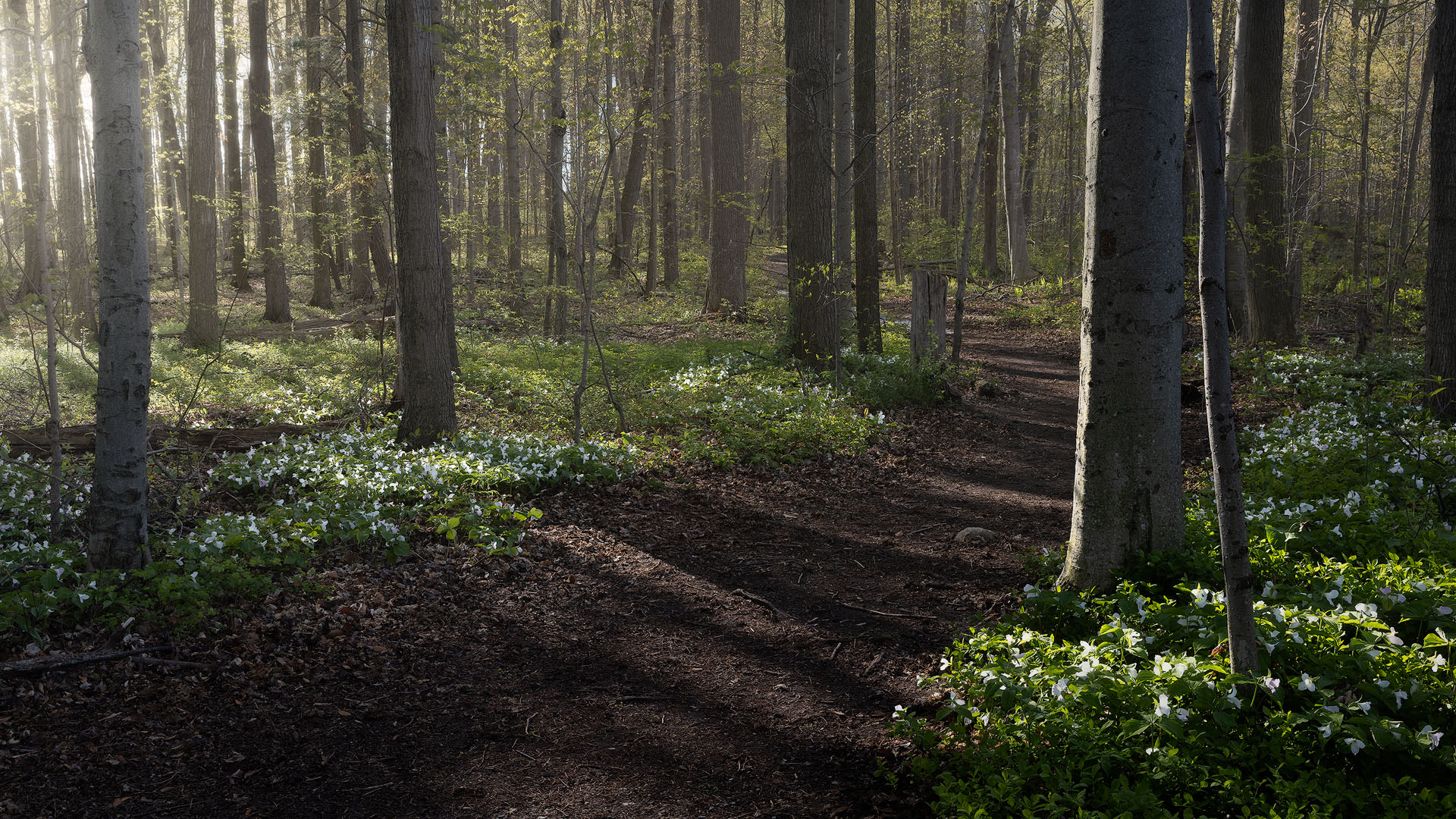 drifting light-2026-P Light flows into a trillium-filled forest