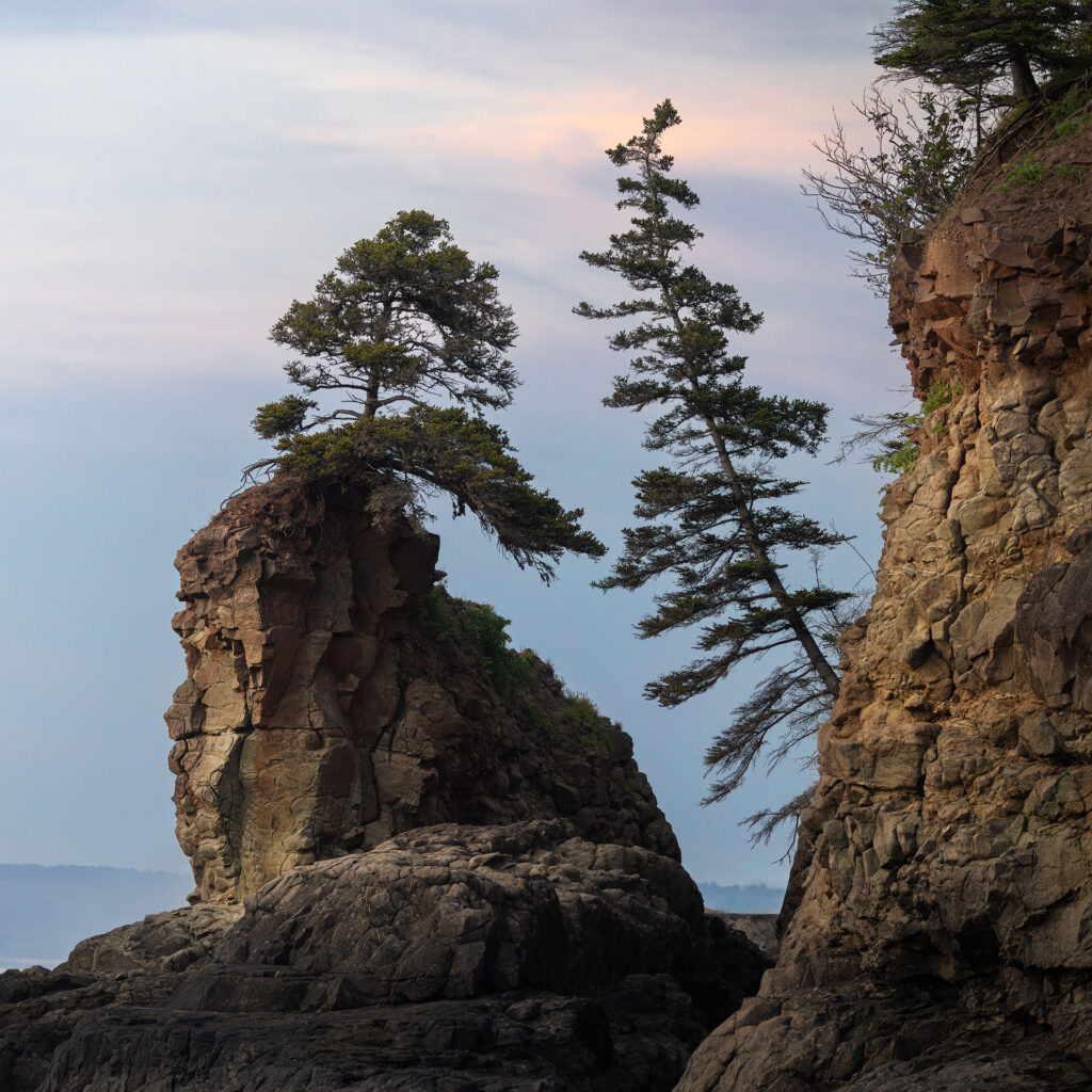 Two trees balance on sea stacks