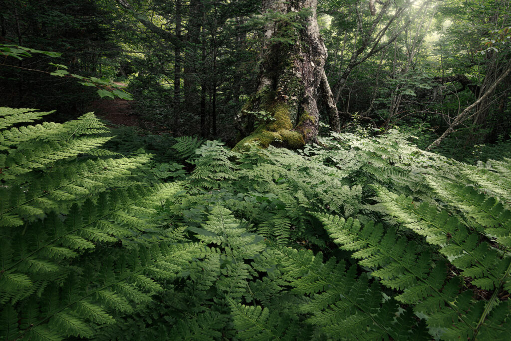 An ancient mossy tree among ferns